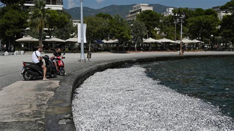 capital city of greece|Dead fish flood Greece port city Volos, turning off tourists .